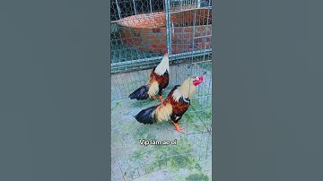 Cặp Gà Chuối Sinh Đôi. #framing #mientay #tigatuyen #cambodia #gachoivietnam #hieubentre #shorts