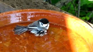 Chickadee Bath Ritual