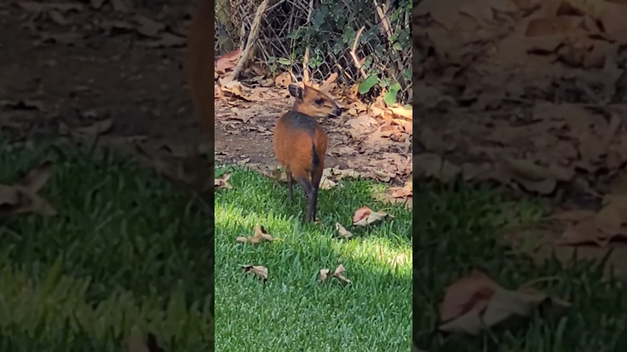 Adorable red-flanked duiker animal 