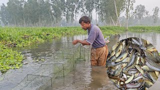 Ring Net Fishing With Rainy Season -  Really Amazing Fishing With Ring Net (Part-01)