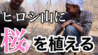 ヒロシ山に桜の木を植える