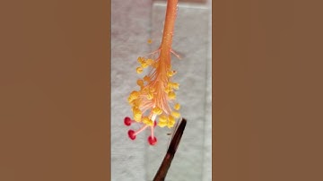 Pollens under microscope #Pollengrains #pollen structure #Pollens #Pucncert #microscope