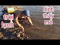 T14 Cắm câu cá lóc trời lạnh dính thấy mê || Vàm Cỏ Tây