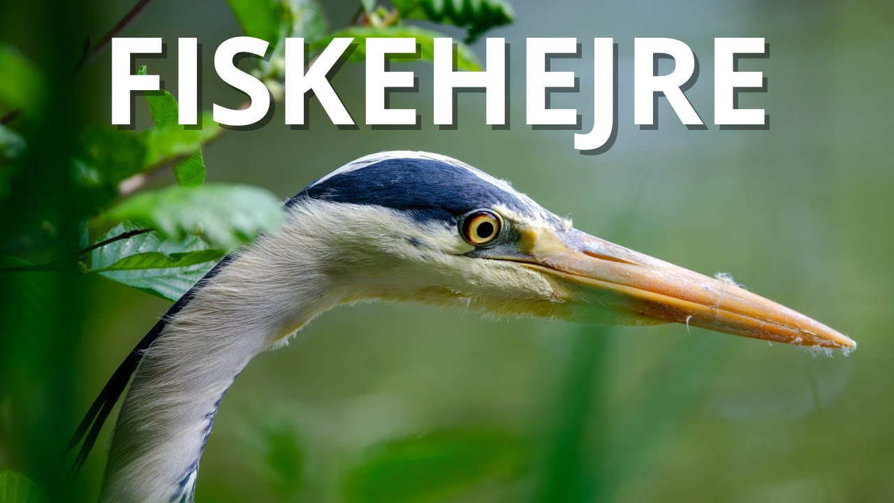 Fiskehejren – Danske fugle på 3 minutter | Vilde Danmark