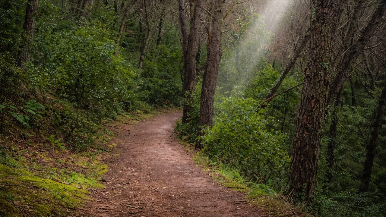Walking in the Rain Forest 4K 🌧️ | Relaxing Nature Sounds – Silent ...