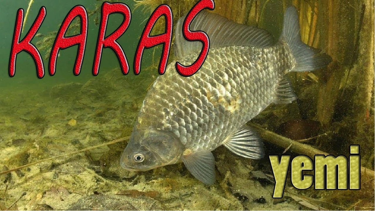 baliq ovu. Qırmaq yemi Yulafın sirrləri..