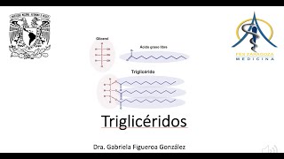 Triglicéridos