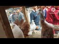 سوق الجمعة بالسيده عائشة وأسعار الحمام والزغليل بأرقام اصحابها