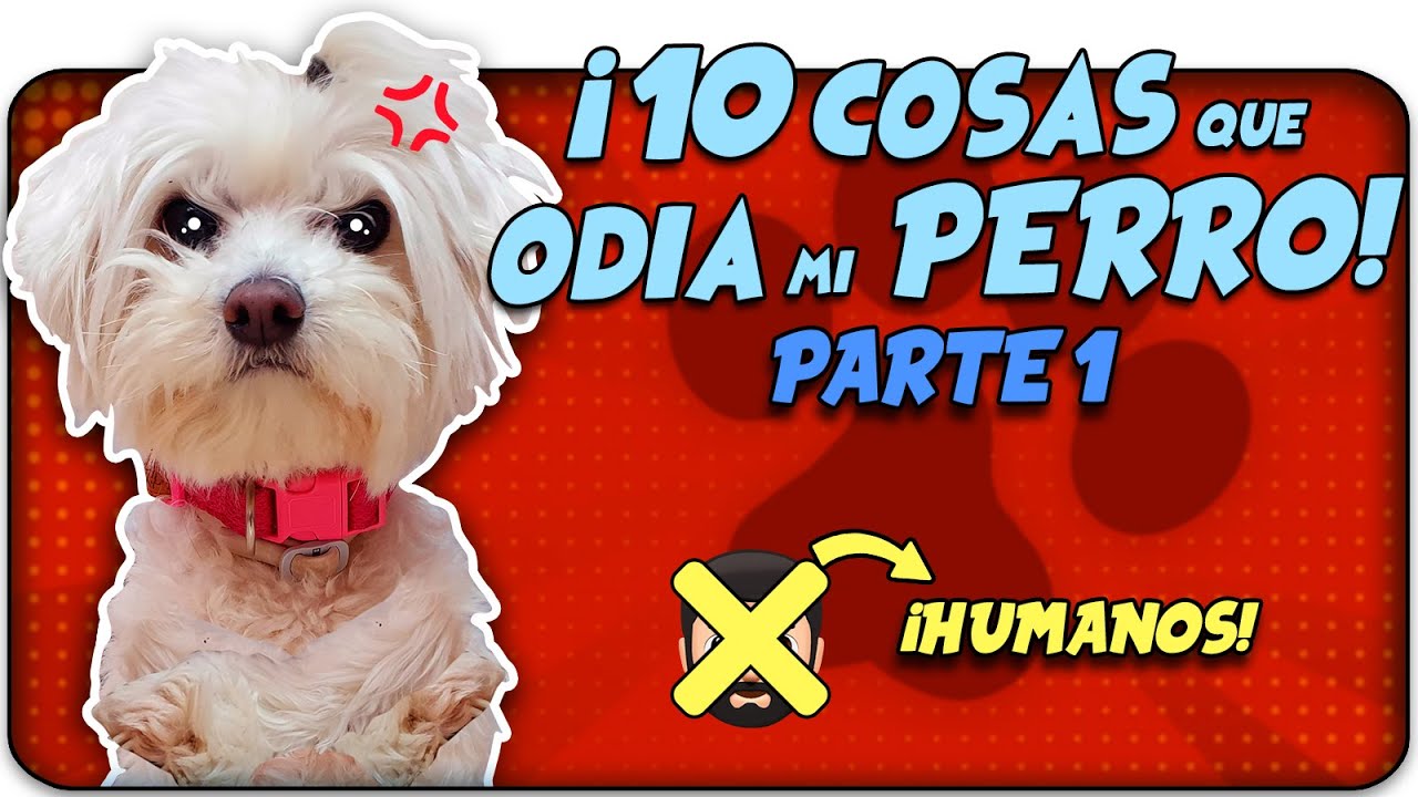 10 Cosas que ODIA mi PERRO de los HUMANOS!😡👉🏻👩🏻|PARTE 1| Anima Dogs dog videos to show your dog