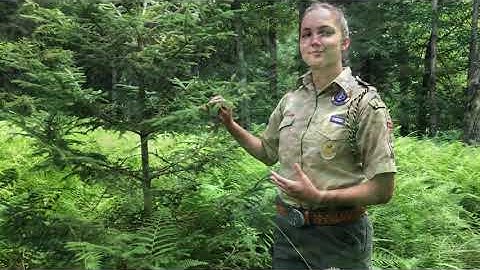 Using Leaves to Identify Trees