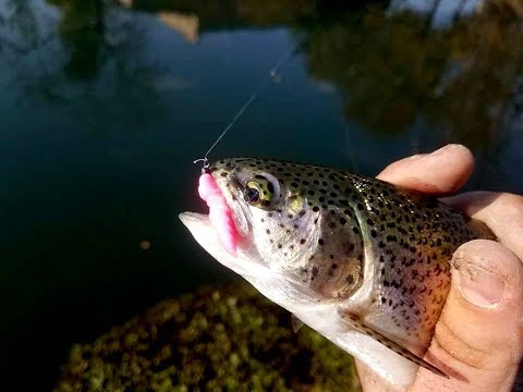 ცისარტყელა კალმახი. favorite arena, fishup pupa