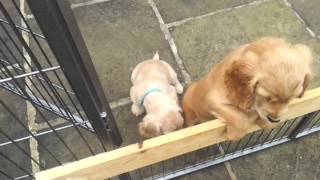 ROXY'S WORKING COCKER SPANIEL PUPS.  THE FINAL UPDATE  27 MAY 2012