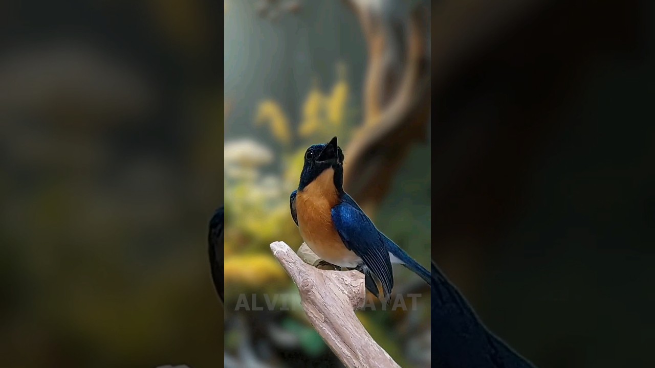 tledekan gunung gacor cor  suara mantap