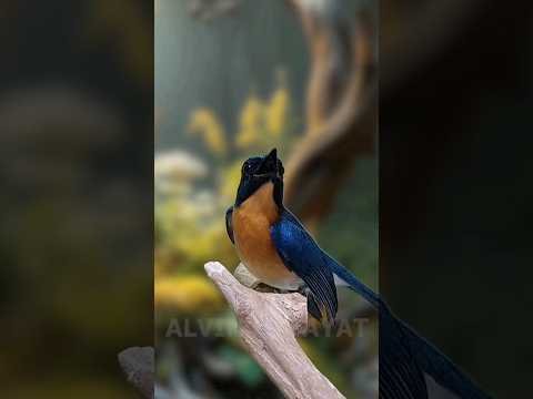 pikat tledekan gunung point murai batu#kicaumania