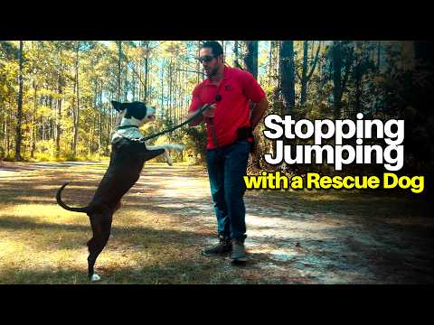 How I Build Engagement and Stop Jumping in a Rescue Dog