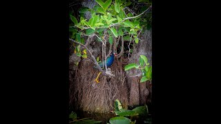 Purple Gallinule at Anhinga Trail in Everglades National Park