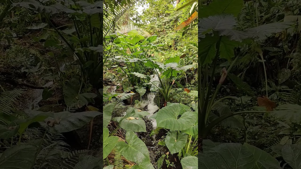 Eden Explored: A Whirlwind Tour | Quick Nature Shorts