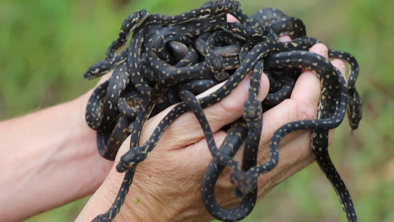 snake oil HANDFUL OF SNAKES!