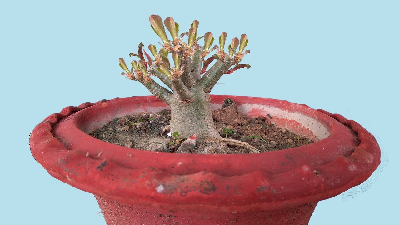 How to Create Internal Pressure in Adenium to Grow More Branches || See the Miracle