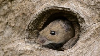 Niedliche Gelbhalsmaus auf Futtersuche | Yellow-necked Mouse