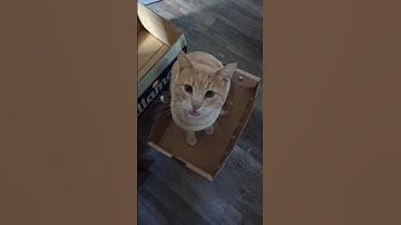 Do you have enough boxes? #halas #catboy #catcute #cute #kitten #box #viralvideo #catshorts