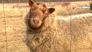 Información Blind sheep inspires many to overcome their challenges Actualización