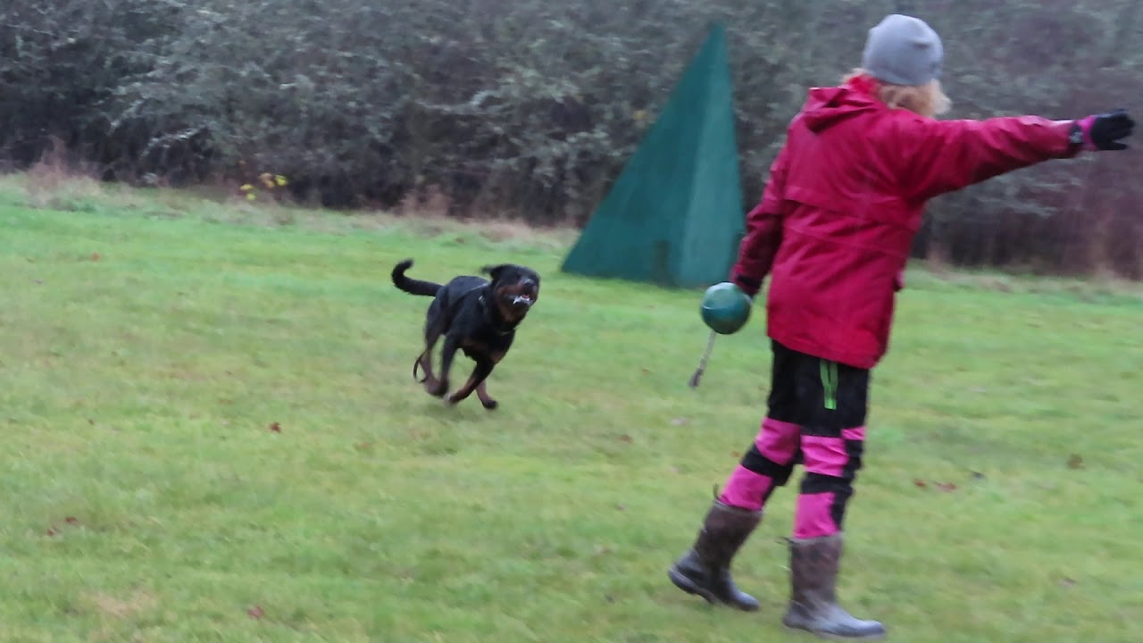 Rottweiler - running blinds - Willie v Schwarzerwald MVI 0470 - YouTube