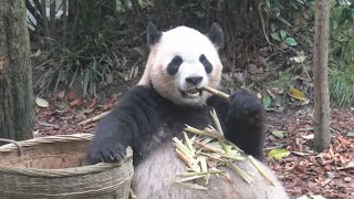 日中パンダ協力は「成功」   人工飼育や保護巡り