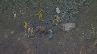 LIVE: Firefighters perform hoist rescue of horse stranded in ravine in Sunland I ABC7