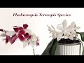 Species spotlight  phalaenopsis tetraspis species  variations  one of a kind blooms 