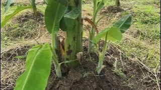 COMPLETING 1 HECTARE SABA BANANA to Produce More BANANA SEEDLINGS for EXANSION PLANTATION