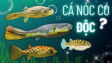 Giải mã độc tính cá nóc cảnh - Câu trả lời sẽ khiến bạn bất ngờ!