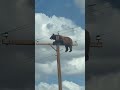 Bear stuck on utility pole