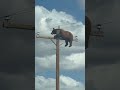 Bear stuck on utility pole