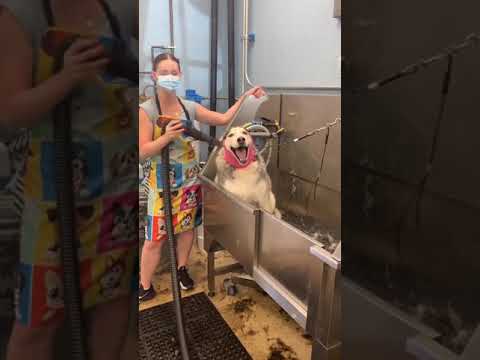 Собака бабка 🐕 🐶🐕🐶#4294 #satisfyingvideo#satisfying#oddlysatisfying#shorts