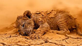 Rescuing Abandoned Lion Cub 🌪️ From Dying In Storm To King Of The Wild