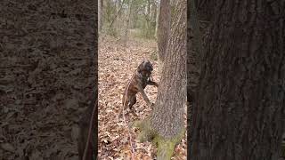 1-5-23 Palmetto states Yonah put everything together in the woods. by squirrel dog training 235 views 3 months ago 2 minutes, 44 seconds