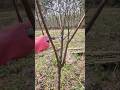 How To Prune A Dying Plum Tree For New Growth Satisfying Pruning Shorts 