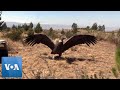 Andean condor soars back to the wild in bolivia