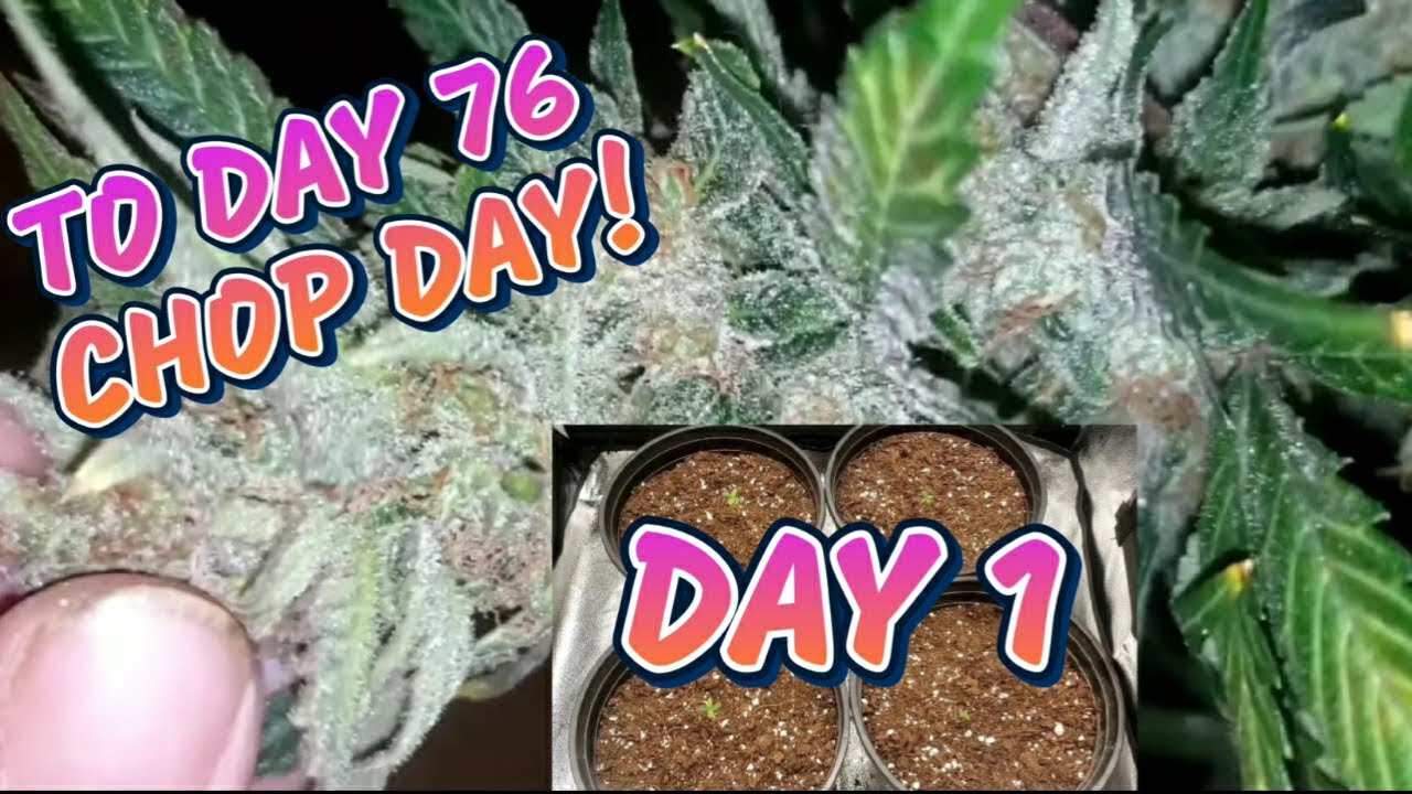 A Complete Seed to Harvest Grow With Harvest And Dry Weight (Timelapse) 4 Purple Thai From Ethos