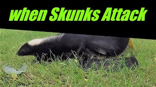 Another Skunk hits the road
