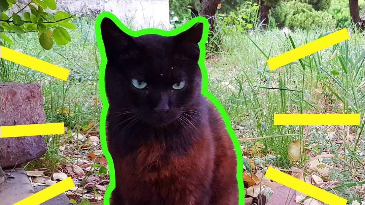 Beautiful black cat, Nero YouTube