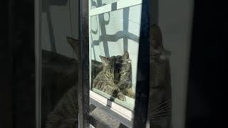 She’s enjoying her sun bath #cat #catbehavior #life #funny #cute #youtubeshorts #shorts #fyp