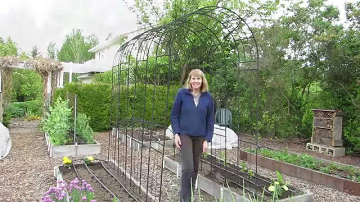 How to grow pole beans on an arbor or trellis