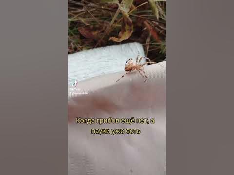 Паук гигант#лес #пауки #рек #рекомендации #приколы - YouTube