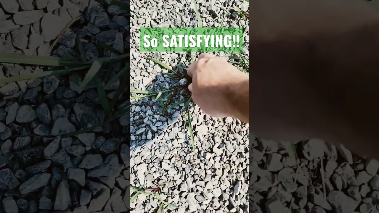 SATISFYING WEED PULL! 