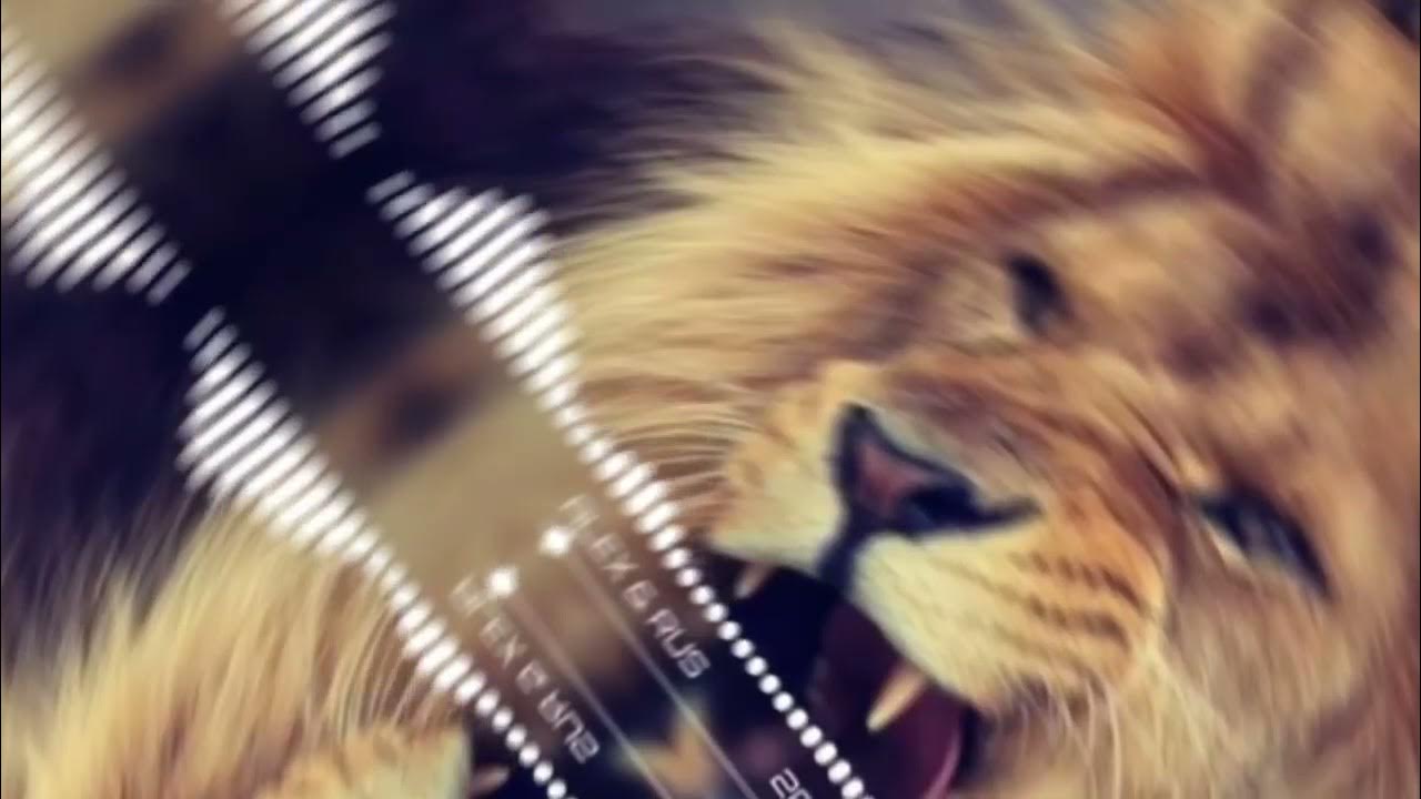 Включи песню дикая львица. Дикая львица alex & rus. Клип дикая львица. Alex дикая львица. Дикая вица ты моя царица.