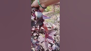 #shorts Harvest red spinach from my farmhouse