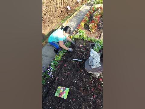 Tulpenzwiebeln im Garten pflanzen Bringe Farbe in deinen Frühling 🌷🌿