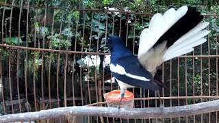 Hót Đấu Kích Trống Căng Lửa || Luyện Giọng Chòe Than || Kacer | Kích Choè Than Hót